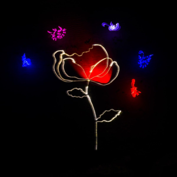Poppy tribute
